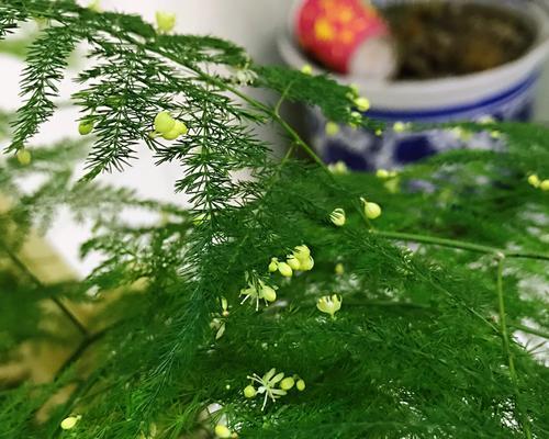 文竹开花代表什么？文竹开花的寓意和象征是什么？
