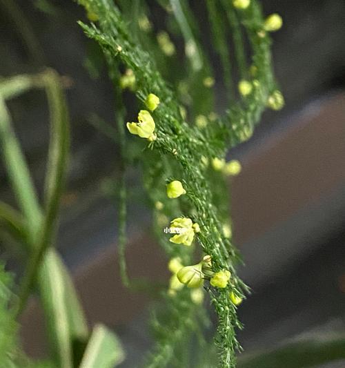 文竹开花寓意是什么？文竹开花常见问题解答？