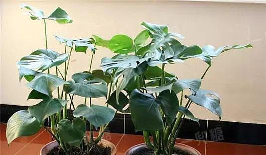 龟背竹分盆的最佳时机是什么时候？如何操作才能提高成活率？