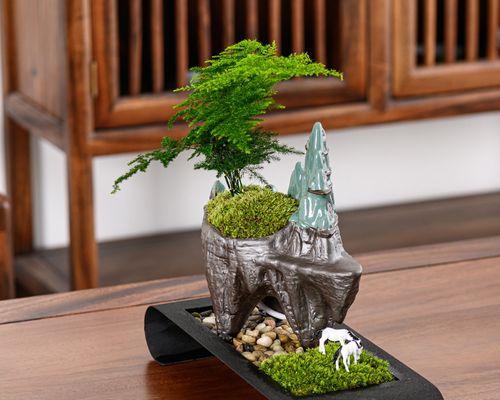文竹微盆景的意义是什么？如何制作维护？