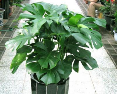 龟背竹属于什么植物类型？草本还是木本？