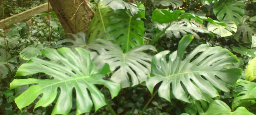 龟背竹属于什么植物类型？草本还是木本？