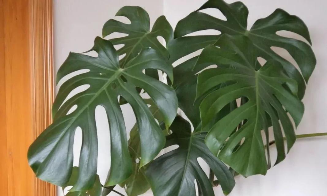 龟背竹属于什么植物类型？草本还是木本？