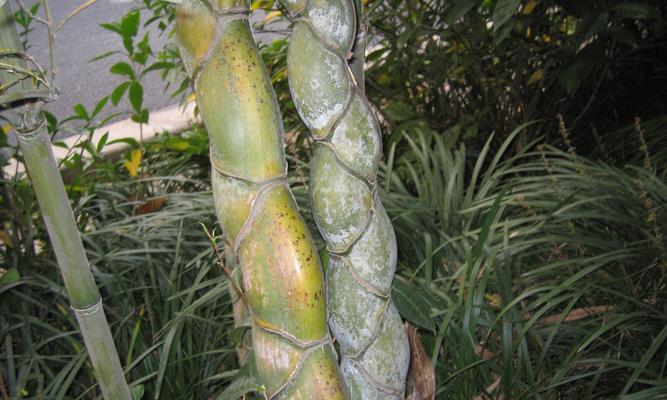龟背竹是热带植物吗？如何正确养护龟背竹？