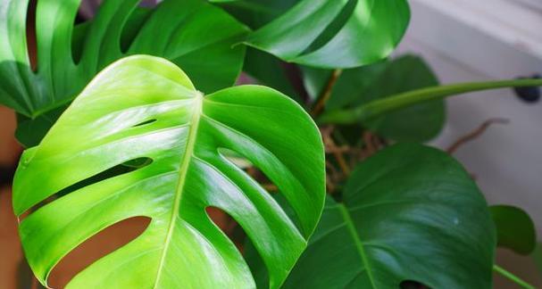 龟背竹是热带植物吗？如何正确养护龟背竹？