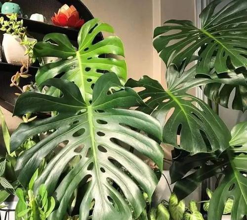 龟背竹是热带植物吗？如何正确养护龟背竹？