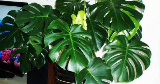 龟背竹种植时选择深盆还是浅盆好？哪种更适合生长？