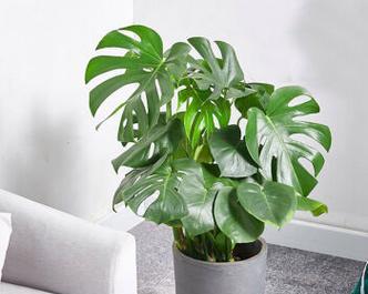 龟背竹种植时选择深盆还是浅盆好？哪种更适合生长？