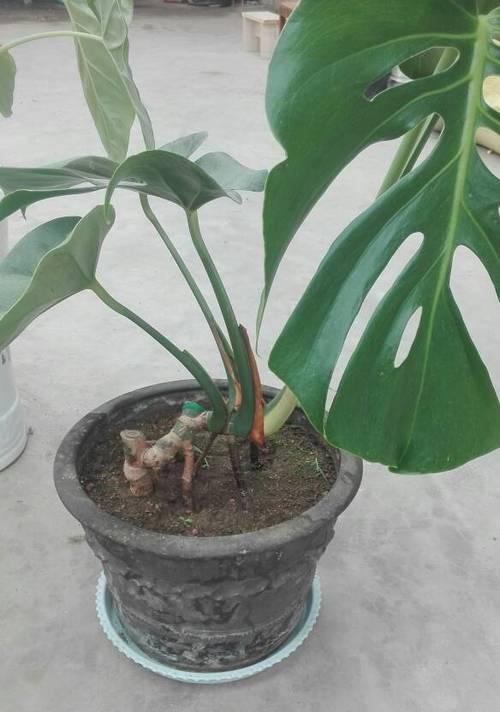 龟背竹适合什么土种植？如何选择合适的土壤？