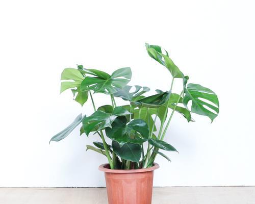 室内养植龟背竹是否合适？如何正确养护？