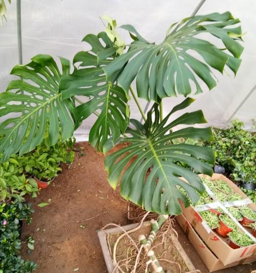室内养植龟背竹是否合适？如何正确养护？