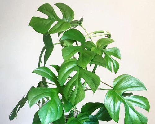 室内养植龟背竹是否合适？如何正确养护？