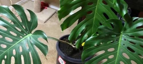 龟背竹水浇多了怎么办？如何快速解决水分过多问题？