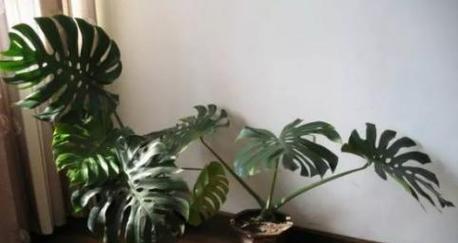 龟背竹移盆后需要浇水吗？移盆后的正确养护方法是什么？