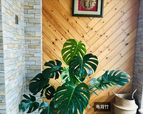 龟背竹用大盆还是小盆？如何选择合适的花盆尺寸？