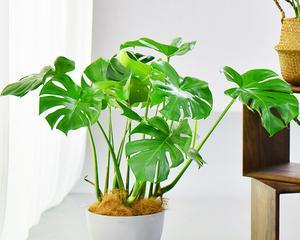 龟背竹用什么盆栽好？如何选择适合的盆栽容器？