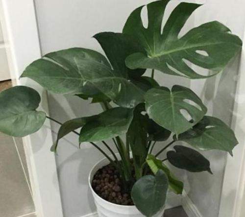 龟背竹有毒吗？室内养护需要注意什么？