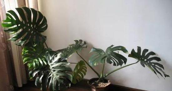 龟背竹有毒吗？室内养护需要注意什么？