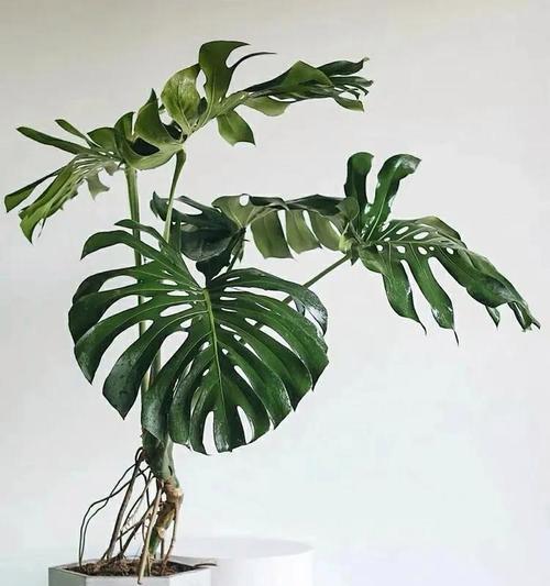 龟背竹配土指南：如何选择适合的土壤？