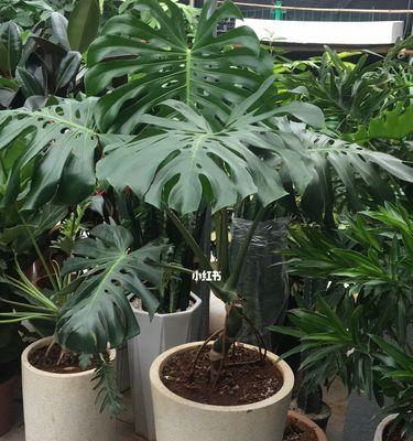 龟背竹养成老桩造型的秘诀是什么？需要多长时间才能成型？