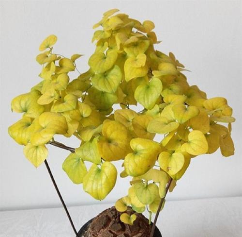 龟甲龙用深盆还是浅盆好？哪种更适合植物生长？
