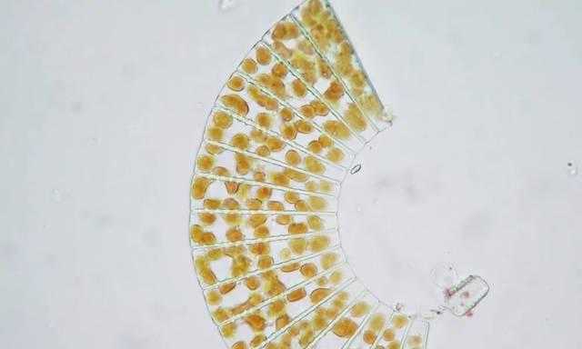 硅藻属于藻类植物吗？它们的分类和特征是什么？