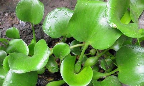 硅藻属于藻类植物吗？它们的分类和特征是什么？
