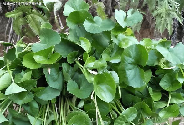 鬼柳树是国家保护植物吗？它的保护级别和相关法律规定是什么？
