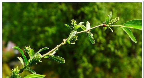 鬼招手是什么树？属于杨柳科植物吗？