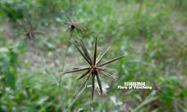鬼针草属于被子植物吗？它的分类和特性是什么？