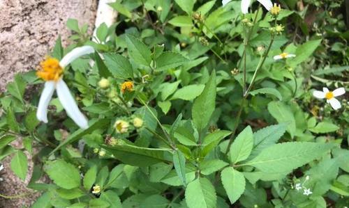 鬼针草属于被子植物吗？它的分类和特性是什么？