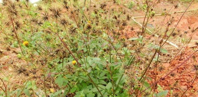 鬼针草是一年生还是多年生植物？如何区分和管理？