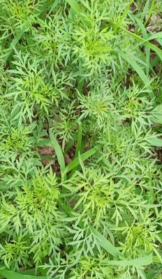 鬼针草是一年生还是多年生植物？如何区分和管理？