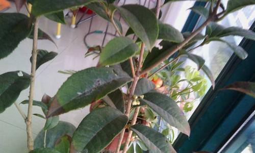 桂花不开花怎么办？如何促进桂花树开花？