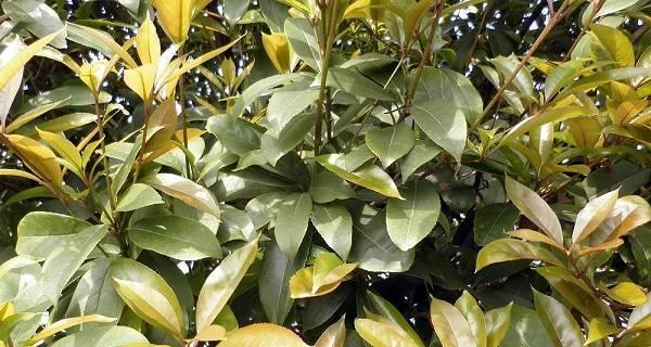 桂花不长叶子怎么办？如何解决桂花生长问题？