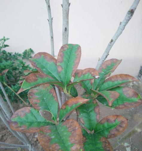桂花不长叶子怎么办？如何解决桂花生长问题？