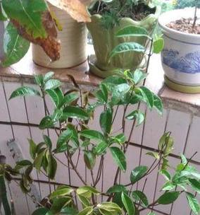 桂花不长叶子怎么办？如何解决桂花生长问题？