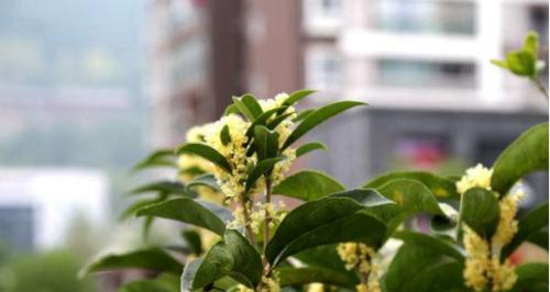 桂花春天会开花吗？如何正确养护以促进开花？