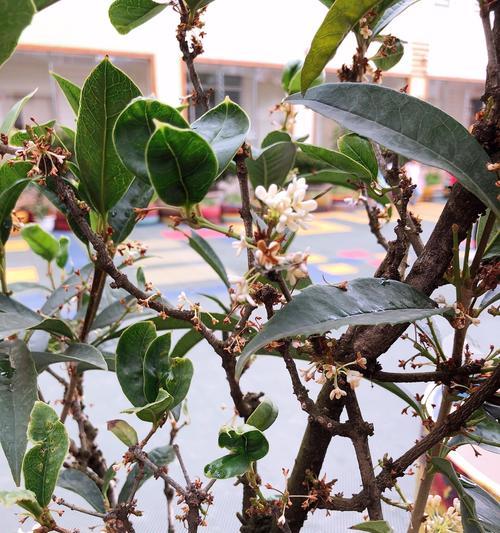 桂花春天会开花吗？如何正确养护以促进开花？