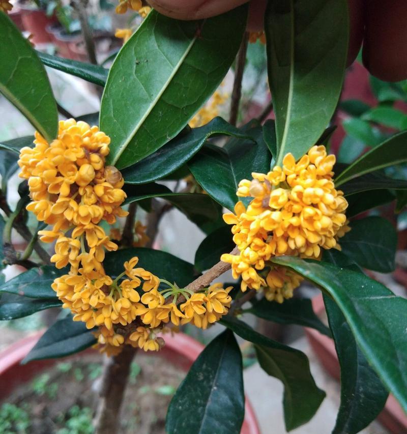 桂花春天会开花吗？如何正确养护以促进开花？
