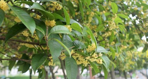 桂花的生长环境是什么？哪些地方条件最适合桂花生长？