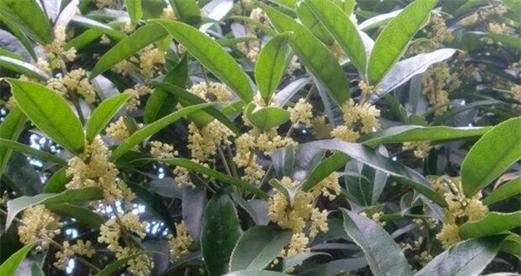 桂花的生长环境是什么？哪些地方条件最适合桂花生长？