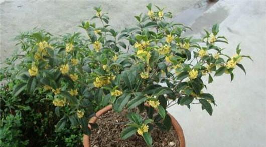 桂花养殖需要注意什么？如何正确养殖桂花？