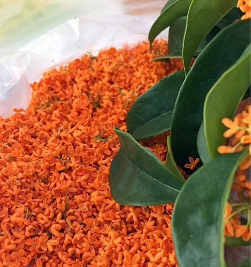 桂花的样子有哪些独特之处？它的特点是什么？