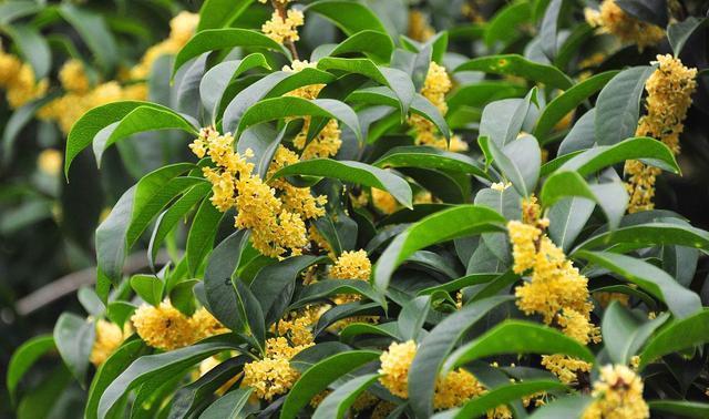 桂花的样子有哪些独特之处？它的特点是什么？