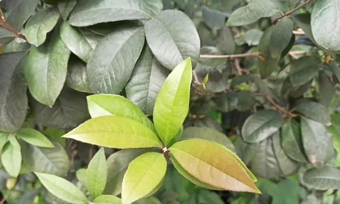 桂花冬天掉叶子正常吗？原因和解决方法是什么？