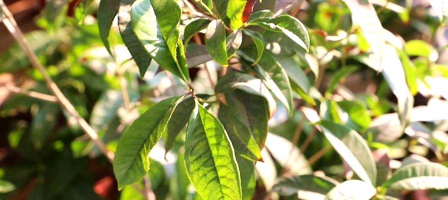 桂花冬天掉叶子正常吗？原因和解决方法是什么？