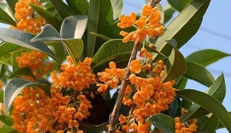 桂花冬天开花吗？如何在冬季养护桂花？