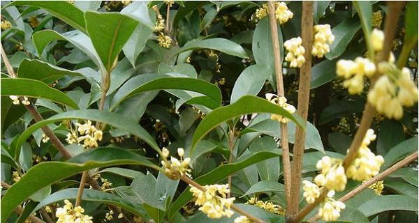 桂花冬天开花吗？如何在冬季养护桂花？