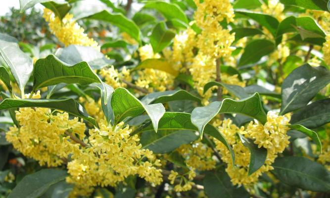 桂花冬天开花吗？如何在冬季养护桂花？